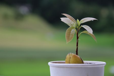 Avocado pit planten