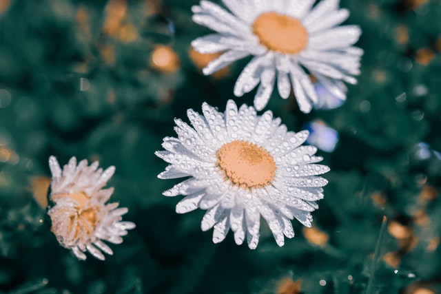 Planten voor in de tuin
