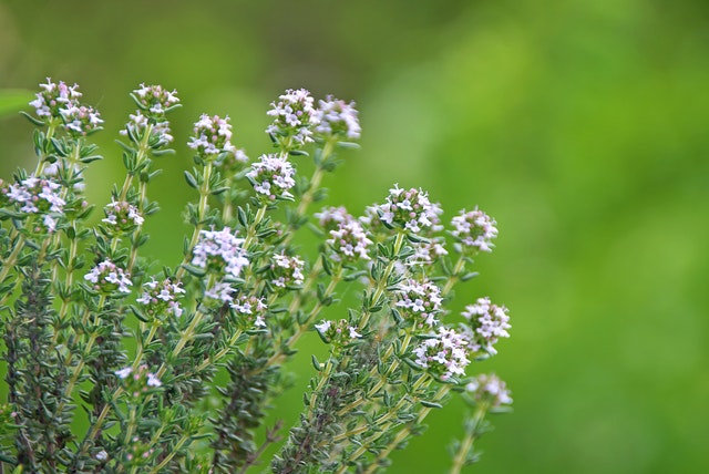 Zelf je tuin indelen
