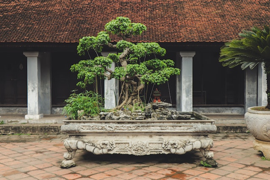 Ficus Bonsai (1000+ jaar oud)