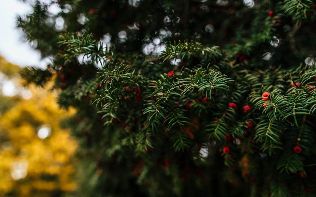 Alles over kerstbomen