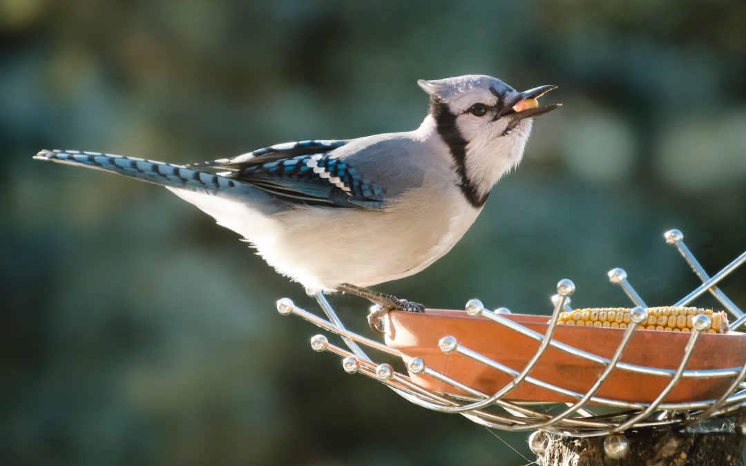 Hoe trek je meer vogels aan in je tuin?