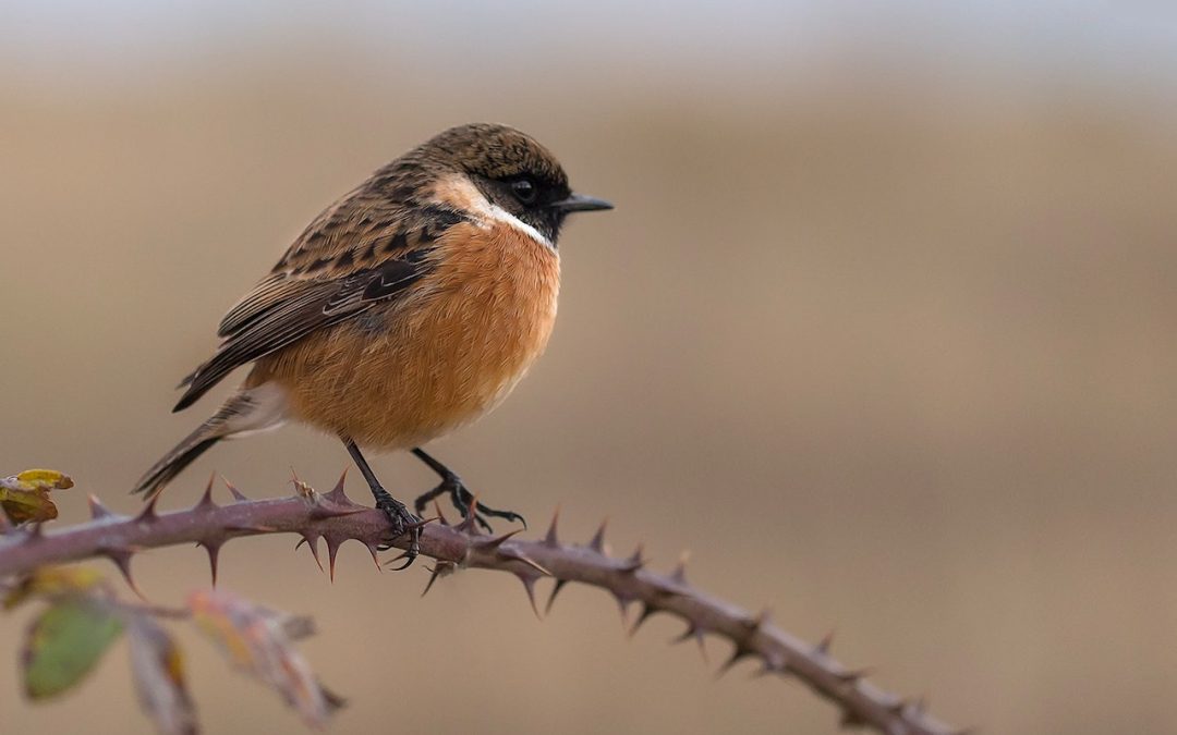 Het Onderhoud van Vogelhuisjes: zo houd je je gevederde vrienden gelukkig