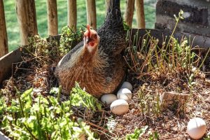 kippen in je tuin kippen stoppen met eieren leggen