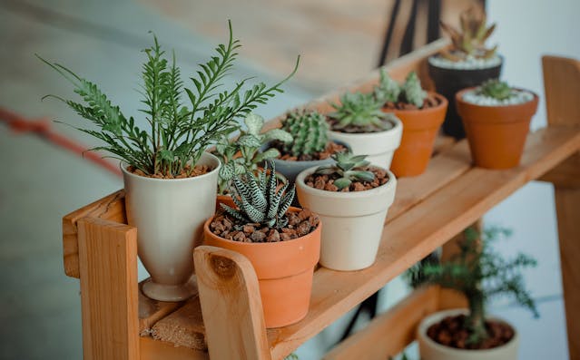 Ontdek de diversiteit van planten